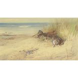 Archibald Thorburn (British, 1860-1935) Jack Snipe in the dunes