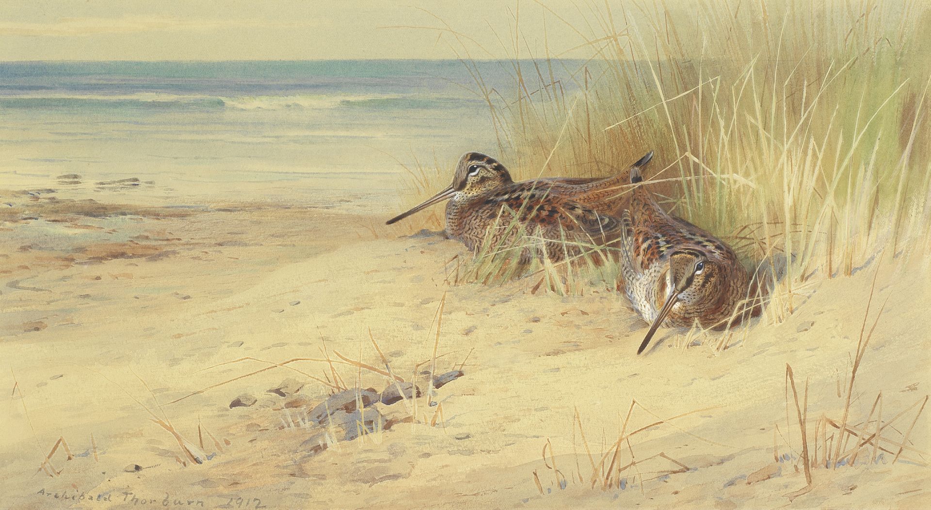 Archibald Thorburn (British, 1860-1935) Jack Snipe in the dunes