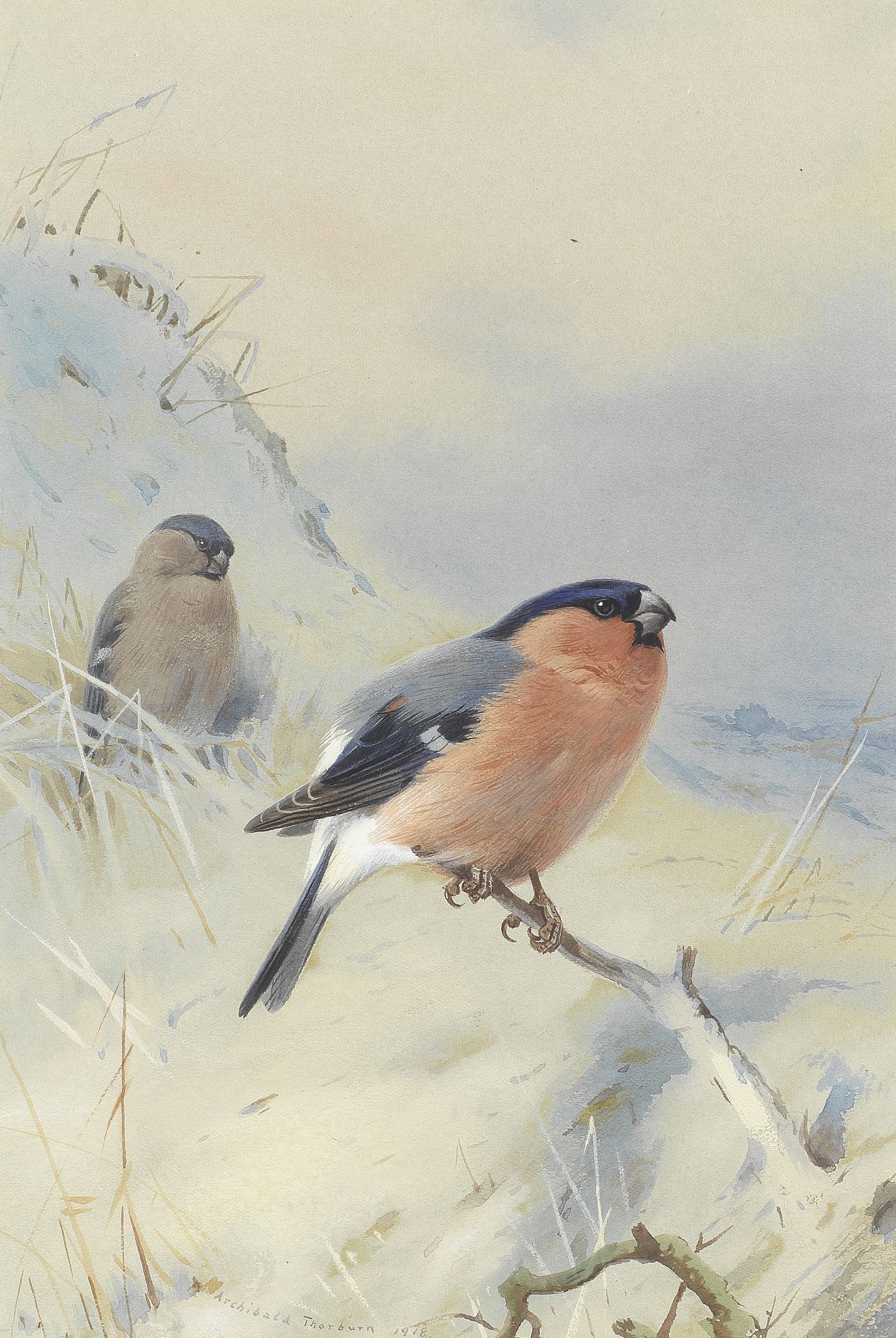 Archibald Thorburn (British, 1860-1935) Bullfinches