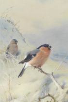 Archibald Thorburn (British, 1860-1935) Bullfinches