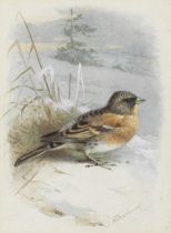 Archibald Thorburn (British, 1860-1935) Brambling (together with Black Redstart and Black Headed...