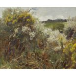 Sir Alfred James Munnings, PRA, RWS (British, 1878-1959) Gorse and grass