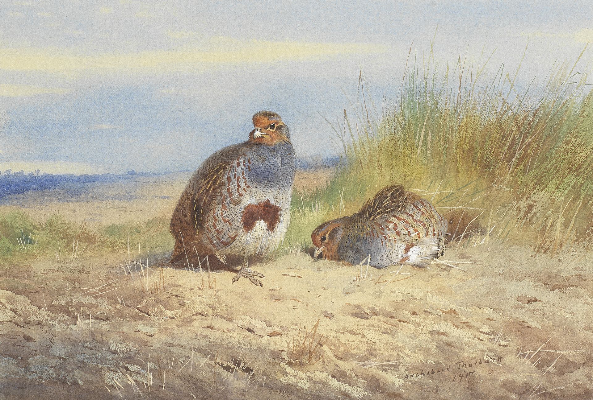 Archibald Thorburn (British, 1860-1935) English Partridges
