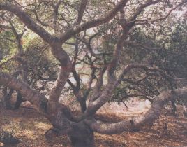 John Pfahl (1939-2020); 'Live Oak Lightning, Lompoc, California' (from 'Altered Landscapes');