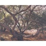 John Pfahl (1939-2020); 'Live Oak Lightning, Lompoc, California' (from 'Altered Landscapes');