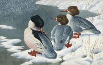 Charles Frederick Tunnicliffe O.B.E., R.A. (British, 1901-1979) Goosanders Ashore