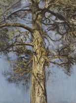 Christopher Bramham (British, 1952) Pine Tree I (Painted in 2008)