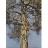 Christopher Bramham (British, 1952) Pine Tree I (Painted in 2008)