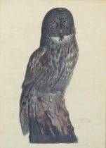 TYSON, CARROLL SARGENT, JR. 1878–1956. Great Grey Owl (Scoliaptex Nebulosa). Lithograph o...