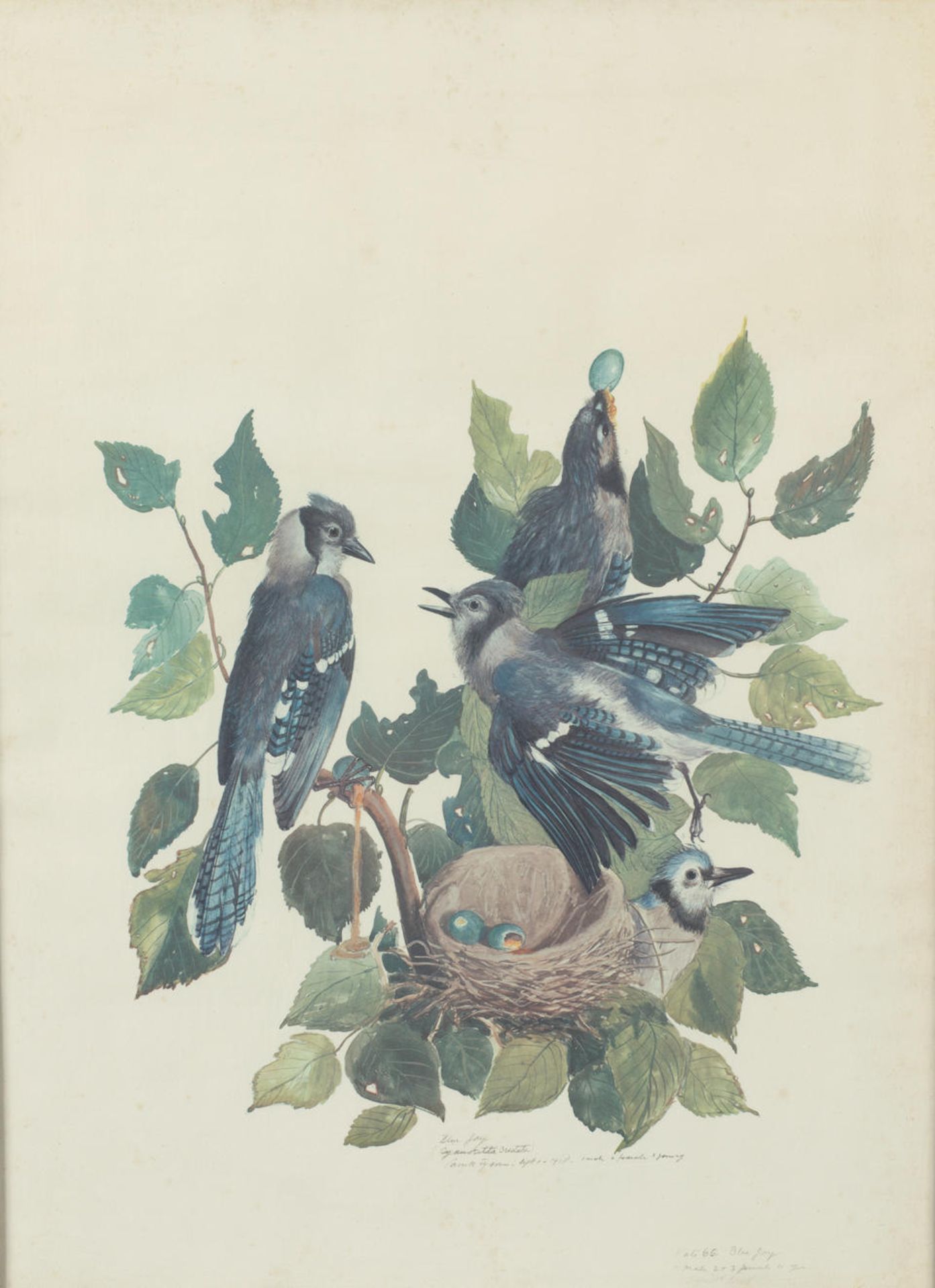 TYSON, CARROLL SARGENT, JR. 1878–1956. Blue Jay (Cyanocitta Cristata) 1 male, 2 female, ...