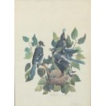 TYSON, CARROLL SARGENT, JR. 1878–1956. Blue Jay (Cyanocitta Cristata) 1 male, 2 female, ...