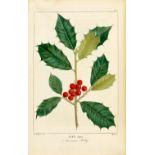 MICHAUX, FRANCOIS-ANDRE. 1770-1855. Histoire des arbres forestiers de l'Amérique septentri...