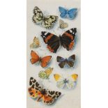 Mildred Eldridge (British, 1909-1991) Studies of butterflies