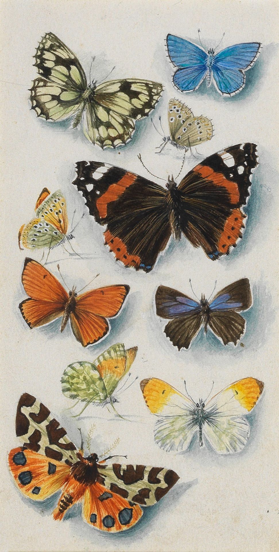Mildred Eldridge (British, 1909-1991) Studies of butterflies