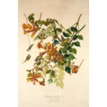 AUDUBON, JOHN JAMES. 1785-1851. Ruby-throated Humming Bird (Trochilus Colubris) New York: J. Bie...