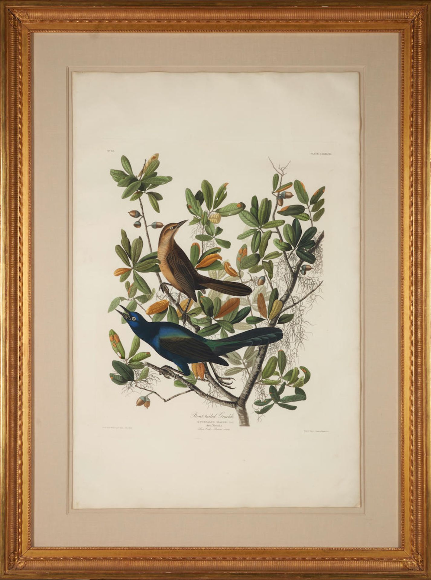 JOHN JAMES AUDUBON (American, 1785-1851) A Boat-Tailed Grackle (Quiscalus Major) on a Live Oak (...