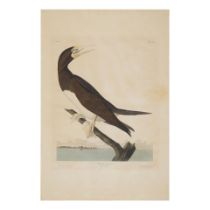 After John James Audubon (1785-1851); Booby Gannet (Plate CCVII), from The Birds of America;