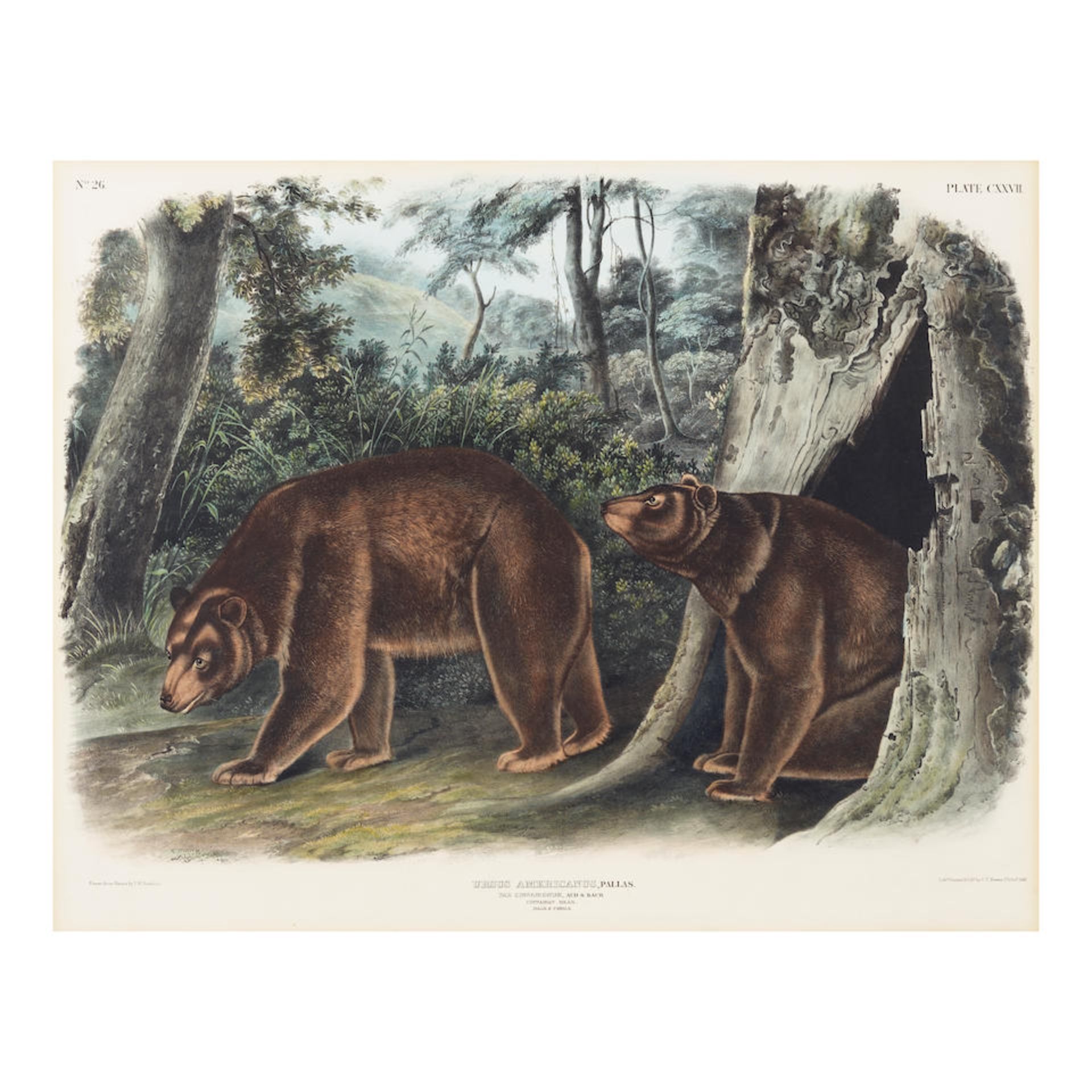 After John James Audubon (1785-1851); Cinnamon Bear, pl. CXXVII, from The Viviparous Quadrupeds...