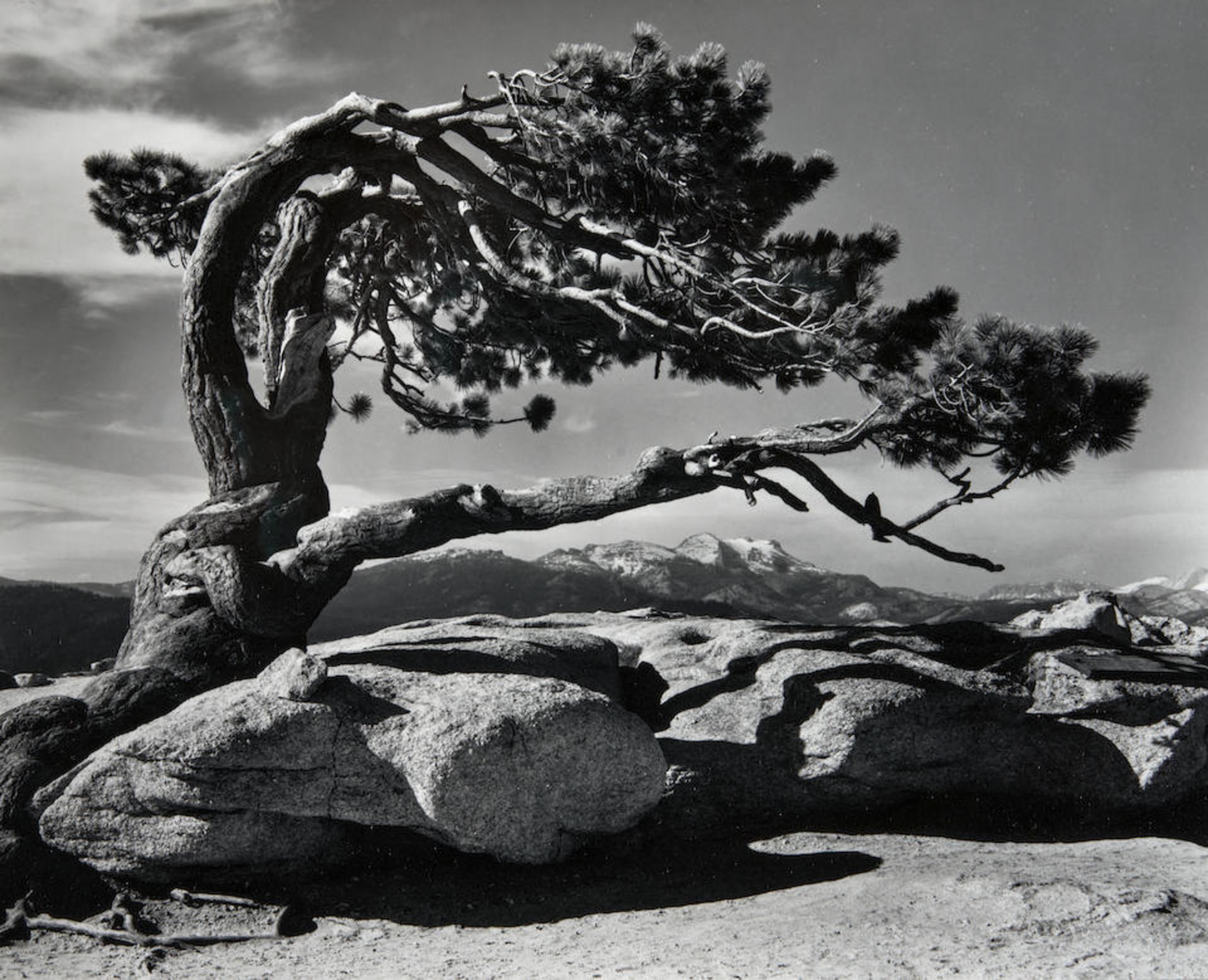 Ansel Adams (1902-1984); Jeffrey Pine, Sentinel Dome, Yosemite National Park, California;