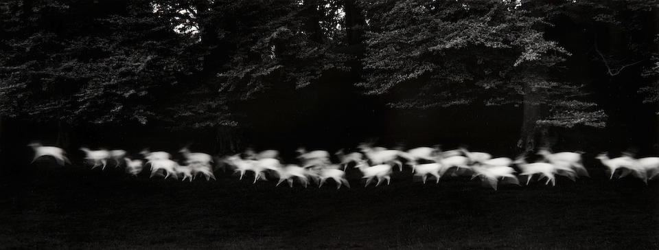 Paul Caponigro (born 1932); Running White Deer, County Wicklow, Ireland;