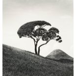 Michael Kenna (born 1953); Tree and Mountain, Suizenji, Joju-en Garden, Japan;