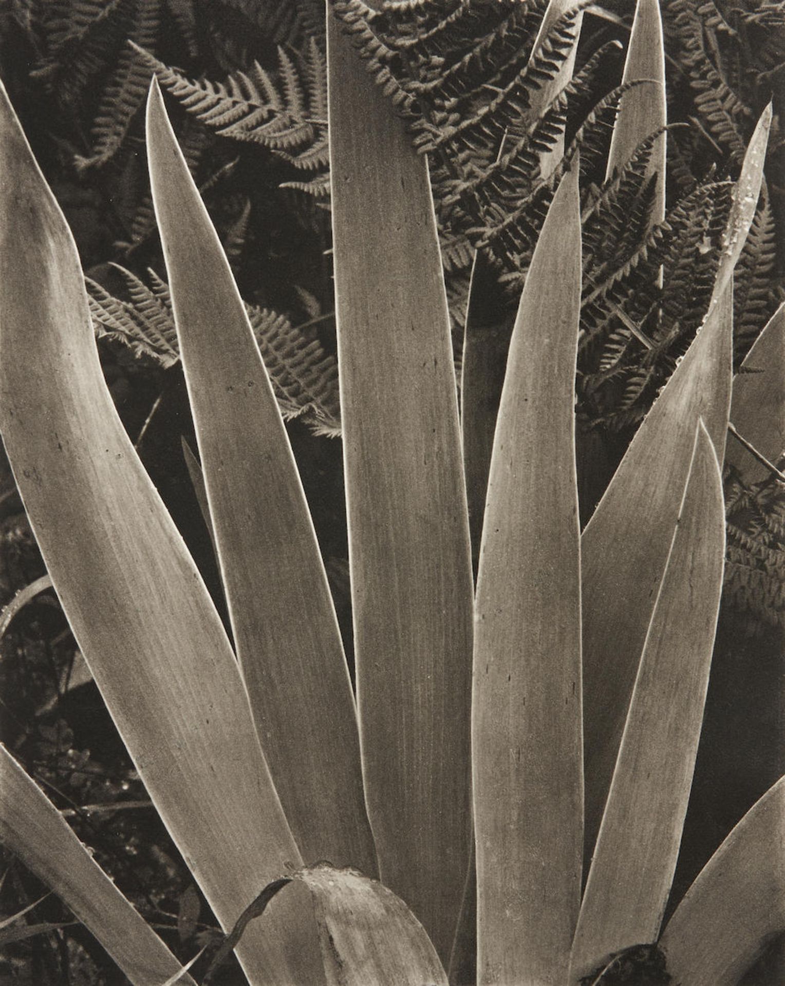 Paul Strand (1890-1976); Iris;