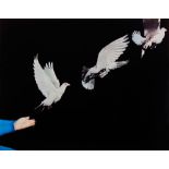 Harold Edgerton (1903-1990); Pigeon Released;