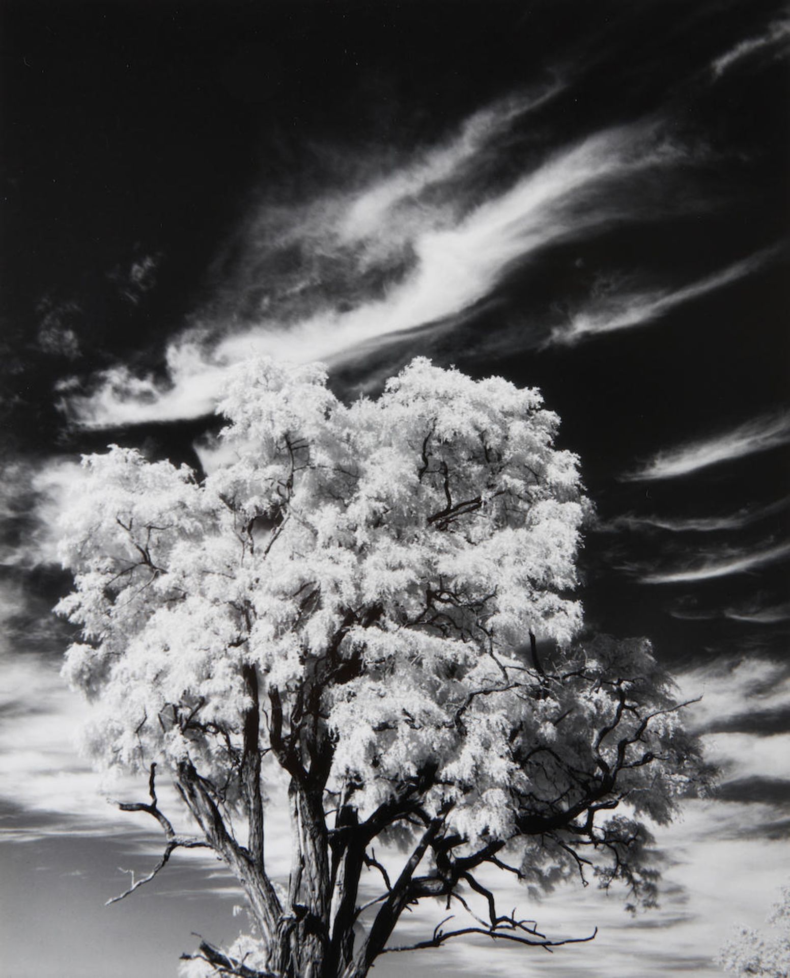 Paul Caponigro (born 1932); Tree and Clouds, Rochester, NY;