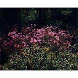 Eliot Porter (1901-1990); Rhodora, New Hampshire from the portfolio The Seasons;