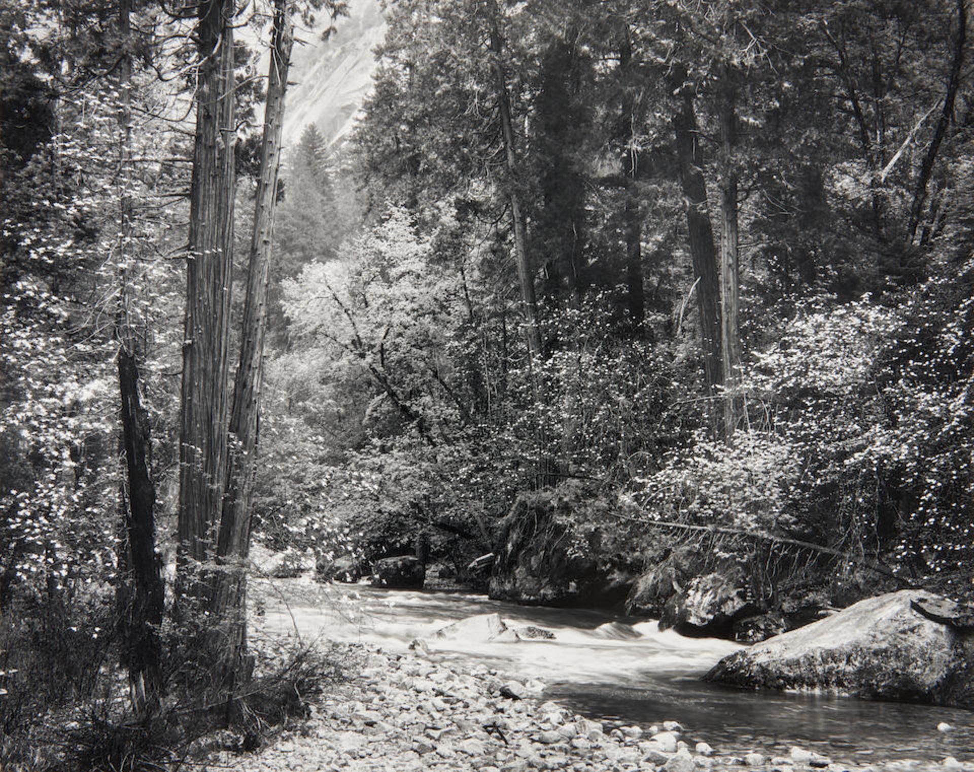 Ansel Adams (1902-1984); Tenaya Creek, Dogwood, Rain, Yosemite National Park, California;