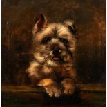 School of George Armfield (British, 1810-1893) A Portrait of a Terrier (framed 50.0 x 50.0 x 3.5...