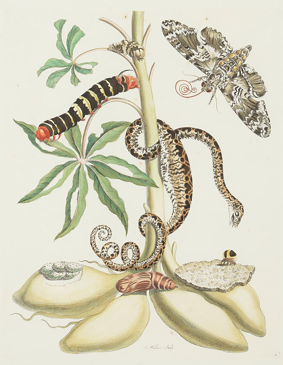 Maria Sibylla Merian (1647-1717); Five Plates, from Dissertatio de Generations et Metamorphosis ... - Image 2 of 20