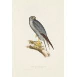 John Gould (1804-1881); Five Plates, from The Birds of Europe; (5)