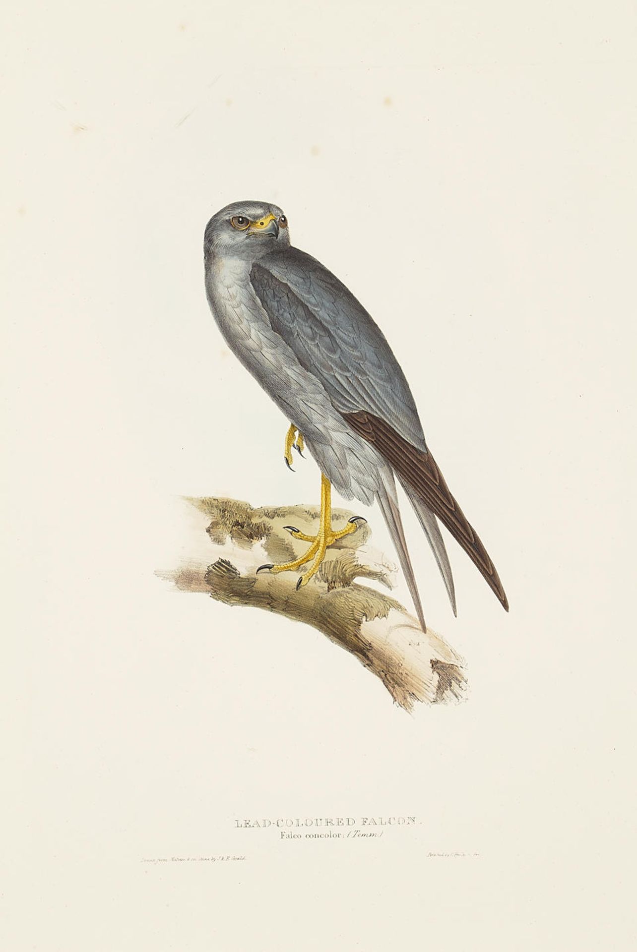 John Gould (1804-1881); Five Plates, from The Birds of Europe; (5)