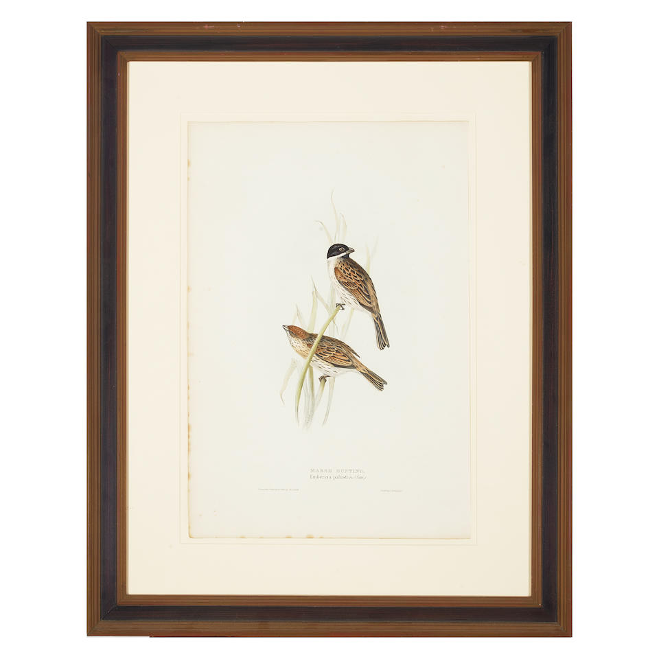 John Gould (1804-1881); Five Plates, from The Birds of Europe; (5) - Bild 2 aus 5