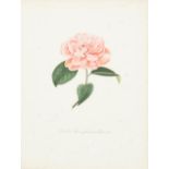 Abbé Laurent Berlèse (1784-1863); Four Plates, from Iconographie du Genre Camellia ou ...