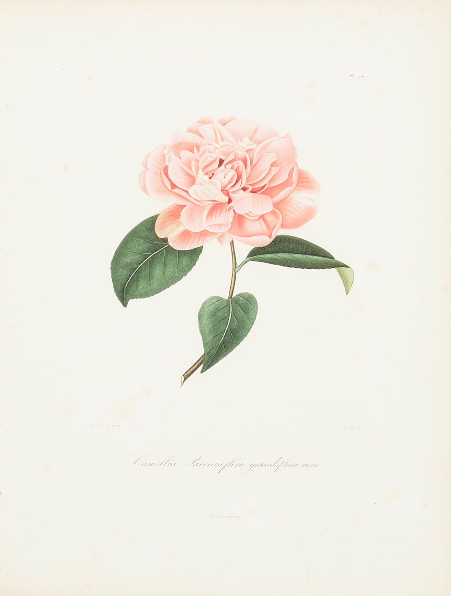 Abbé Laurent Berlèse (1784-1863); Four Plates, from Iconographie du Genre Camellia ou ...