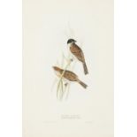 John Gould (1804-1881); Five Plates, from The Birds of Europe; (5)