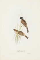 John Gould (1804-1881); Five Plates, from The Birds of Europe; (5)