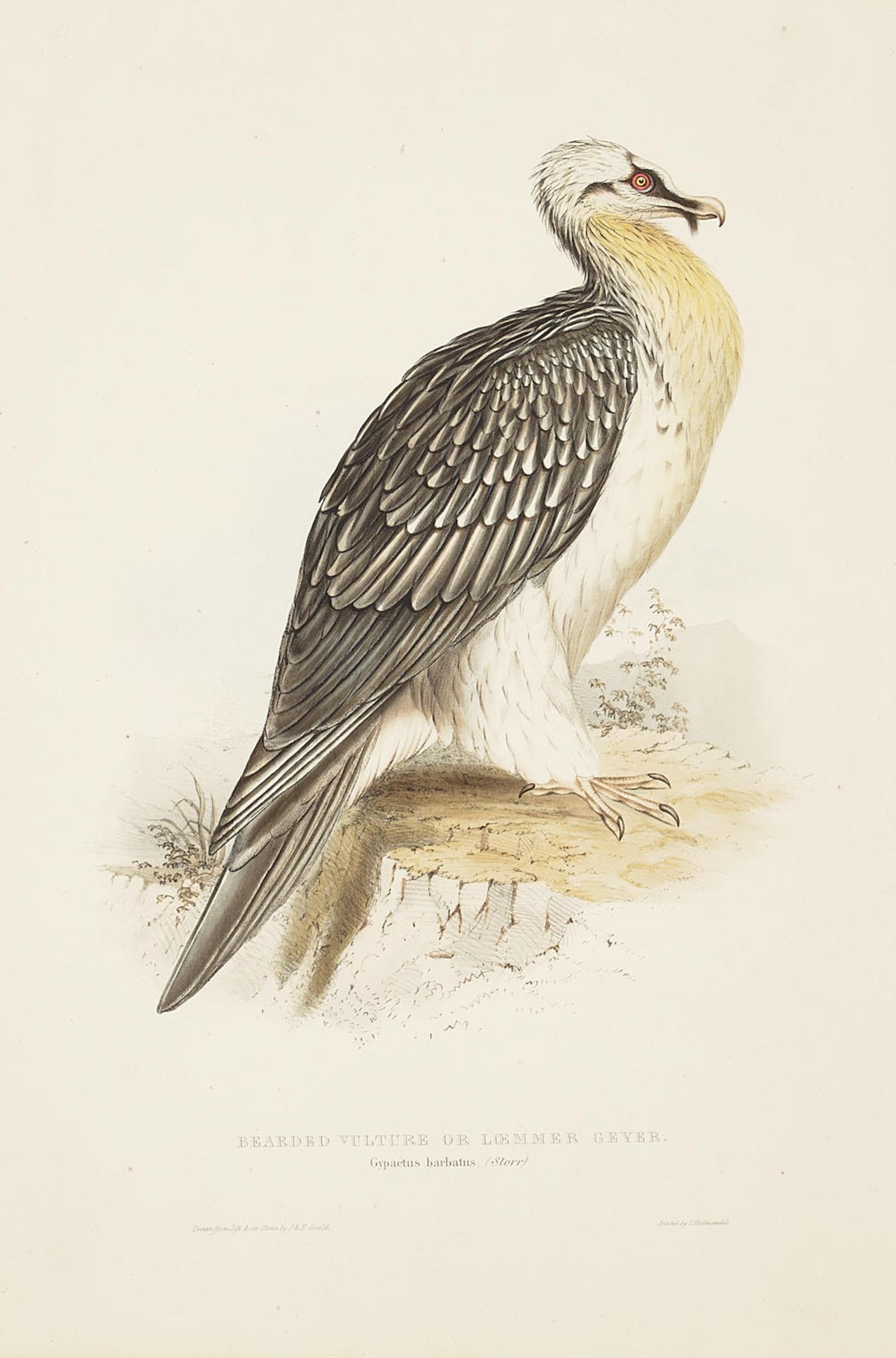 John Gould (1804-1881); Five Plates, from The Birds of Europe; (5) - Bild 3 aus 4