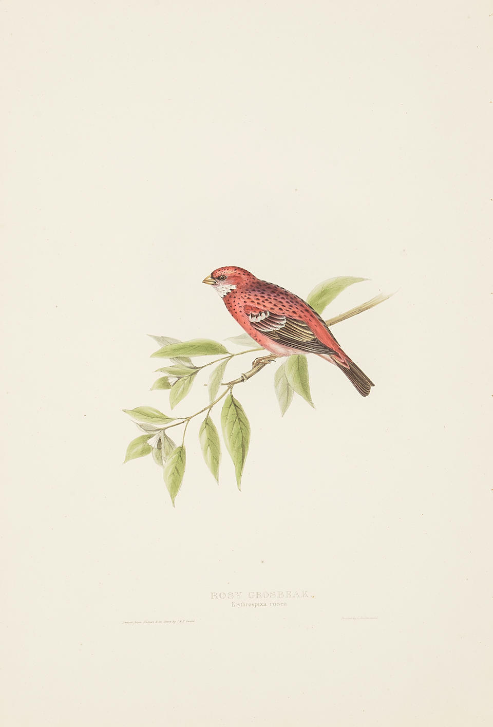 John Gould (1804-1881); Five Plates, from The Birds of Europe; (5) - Bild 5 aus 5