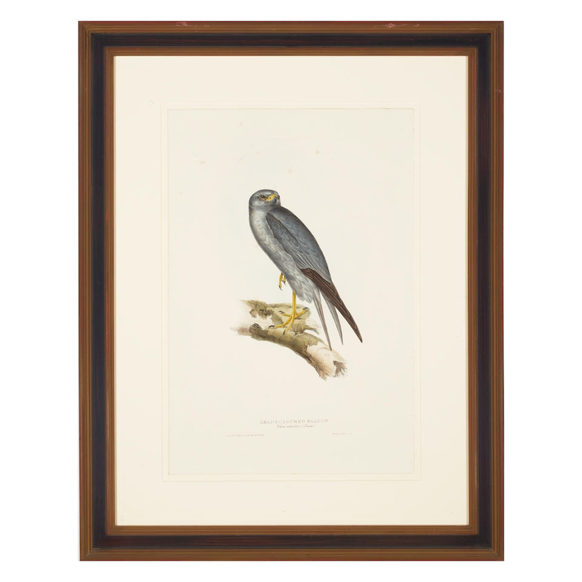 John Gould (1804-1881); Five Plates, from The Birds of Europe; (5) - Bild 2 aus 4