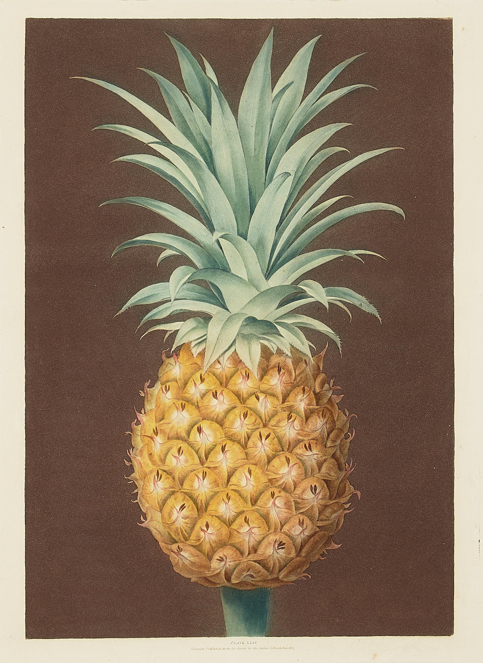 George Brookshaw (1751-1823); Smooth Leaved Green Antigua Pineapple, pl. XLIV, from Pomona Brita...