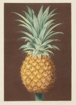 George Brookshaw (1751-1823); Smooth Leaved Green Antigua Pineapple, pl. XLIV, from Pomona Brita...