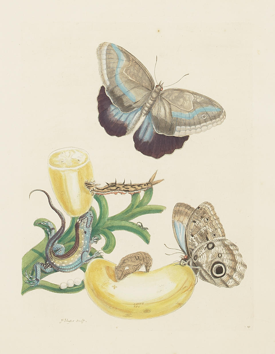 Maria Sibylla Merian (1647-1717); Five Plates, from Dissertatio de Generations et Metamorphosis ... - Image 9 of 20