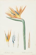 Pierre-Joseph Redouté (1759-1840); Strelitzia Reginae, pl. 78, from Les Liliacées;