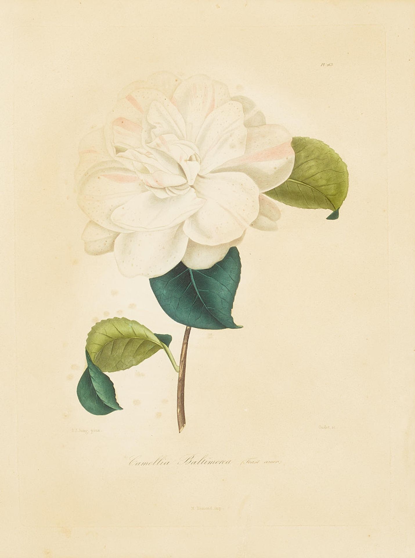 Abbé Laurent Berlèse (1784-1863); Four Plates, from Iconographie du Genre Camellia ou ... - Bild 3 aus 3