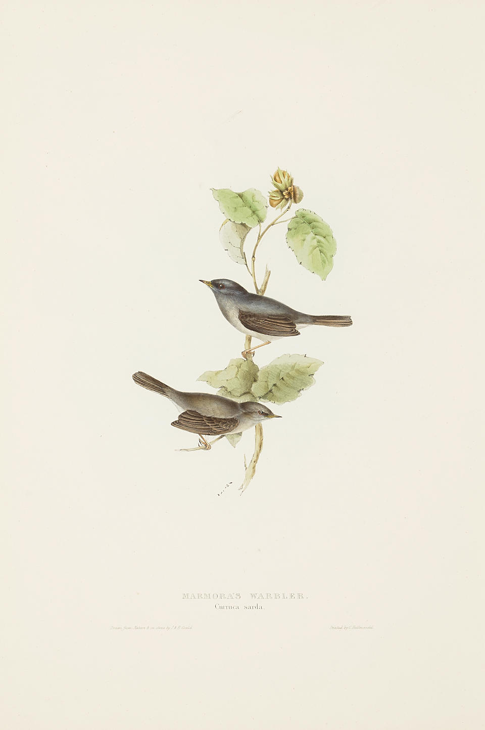 John Gould (1804-1881); Five Plates, from The Birds of Europe; (5) - Bild 3 aus 5