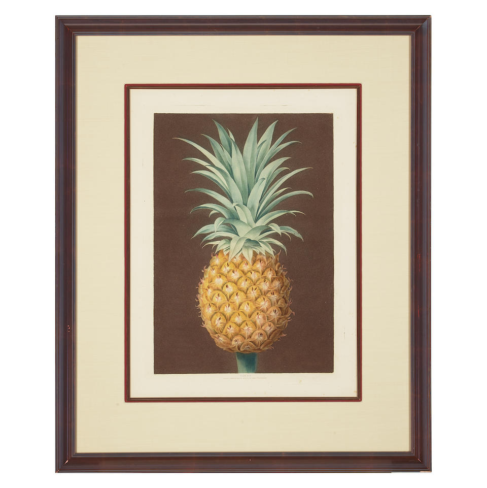 George Brookshaw (1751-1823); Smooth Leaved Green Antigua Pineapple, pl. XLIV, from Pomona Brita... - Image 2 of 2