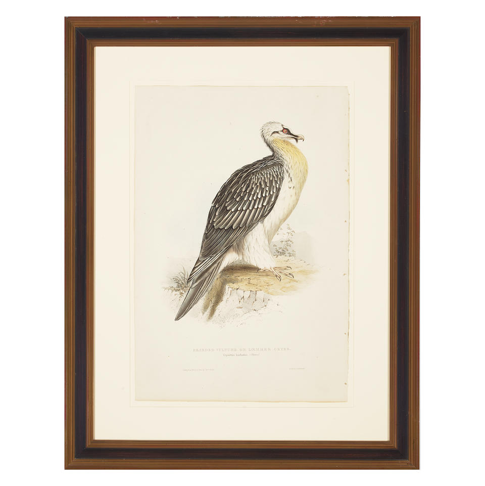 John Gould (1804-1881); Five Plates, from The Birds of Europe; (5) - Image 4 of 4